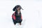 Nice dog, dachshund, black and tan, in clothes sweater, standing in the street in winter, staining his nose in the snow