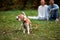 Nice dog enjoying walking in the park while his owners sitting on the grass