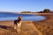Nice dog on a part of a huge lake in Quebec in November