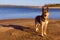 Nice dog on a part of a huge lake in Quebec in November