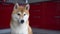 Nice dog, sitting on the floor Looks down and moves his eyes and head. Shiba inu