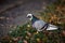 Nice dove in autumn orange forest