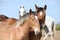 Nice draft horses looking at you