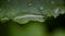 Nice droplets on green leaf