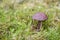 Nice edible mushroom in green grass