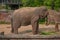 Nice Elephant eating a palm leaf at Busch Gardens 1