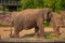 Nice Elephant eating a palm leaf at Busch Gardens 2