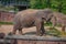 Nice Elephant eating a palm leaf at Busch Gardens 3
