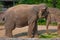 Nice Elephant eating a palm leaf at Busch Gardens 4