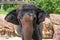 Nice elephant moving ears 1