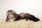 Nice female angora ferret laying on fur in studio