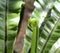 Nice fern growth with sun light, Close up shot