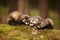 Nice ferret group posing on moss deep in summer forest