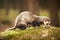 Nice ferret posing on moss deep in summer forest