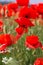 Nice field of red poppy flowers