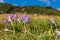 Nice flower in spring in a mountains in Andorra