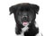 A nice fluffy american s akita puppy looks at camera on a white background