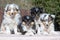 nice fluffy blue merle black white tricolor shetland sheepdog puppies