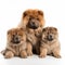 Nice fluffy chow-chow breed dog with puppies isolated on white,