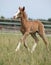 Nice foal on pasturage