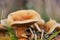 Nice forest yellowish mushroom close-up.