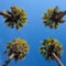 Nice four palm trees in the blue sky.