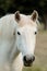 Nice free white horse in the pastures