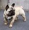 Nice French Bulldog 1