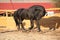 Nice friesian horse working in paddock