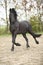 Nice friesian stallion running