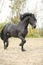 Nice friesian stallion running