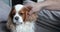 Nice furry spaniel sitting on sofa. Camera zooming, closeup. Man hand carefully stroking puppy. Animal care.