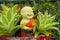 Nice garden figure of a smiling monk in asia