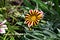 Nice gazania