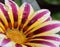 Nice gazania