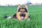 A nice german sheperd dog in a green field