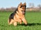 A nice german sheperd dog in a green field