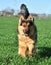 A nice german sheperd dog in a green field