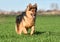 A nice german sheperd dog in a green field