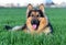 A nice german sheperd dog in a green field