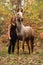 Nice girl with long hair standing next to amazing horse in autumn