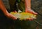 Nice Golden Trout