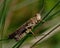 Nice grasshopper in grass, Omocestus viridulus