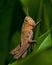 Nice grasshopper in grass, Omocestus viridulus