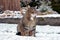 Nice gray cat in the garden in the snow