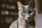 Nice gray cat with green eyes sitting in the living room