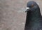 Nice gray pigeon head close-up.