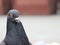 Nice gray pigeon head close-up.