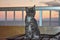 Nice gray tabby cat the owner with her pet on a sunset