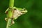 Nice green amphibian European tree frog, Hyla arborea, sitting on grass with clear green background